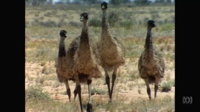 Group of four emus
