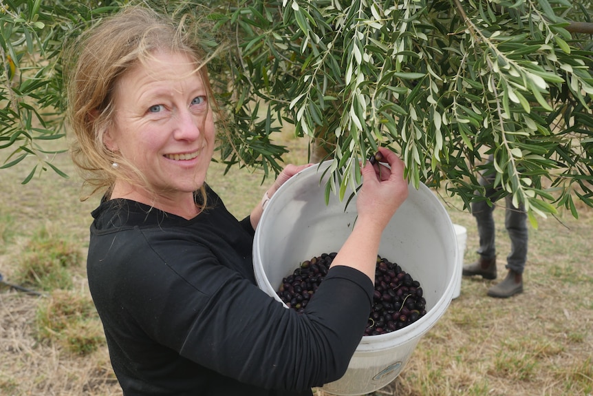 A woman smiles at the camera as she holds up a white bucket full of black olives she has picked off an olive tree
