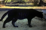 Picture of big black cat on a farm
