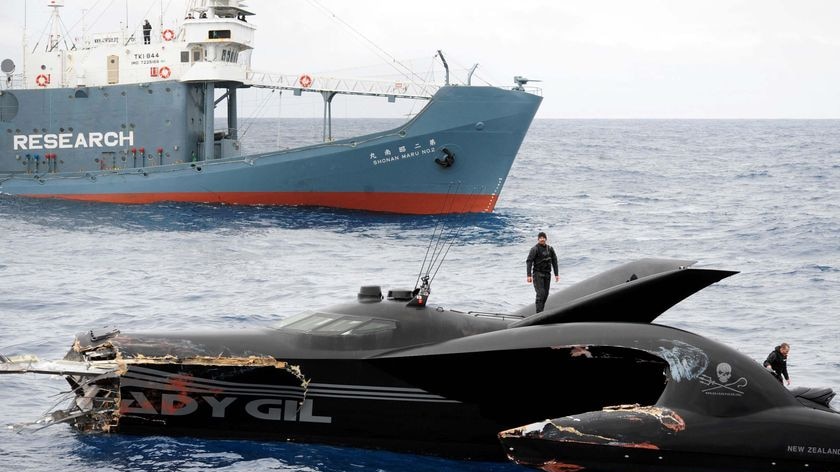 'Obstructionist activities': Sea Shepherd's Ady Gil was damaged in a confrontation with whalers, January 2010.