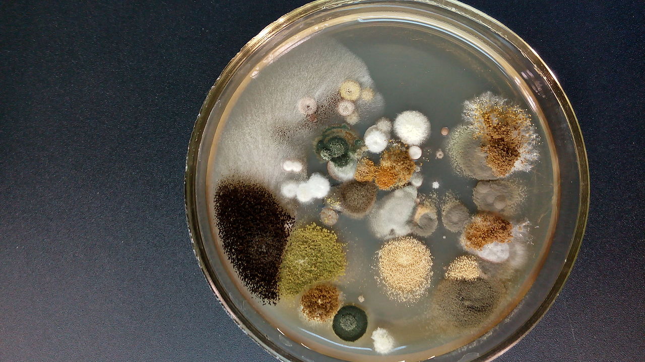 Microblitz: mapping the world's microbial diversity, one cell at a time ...