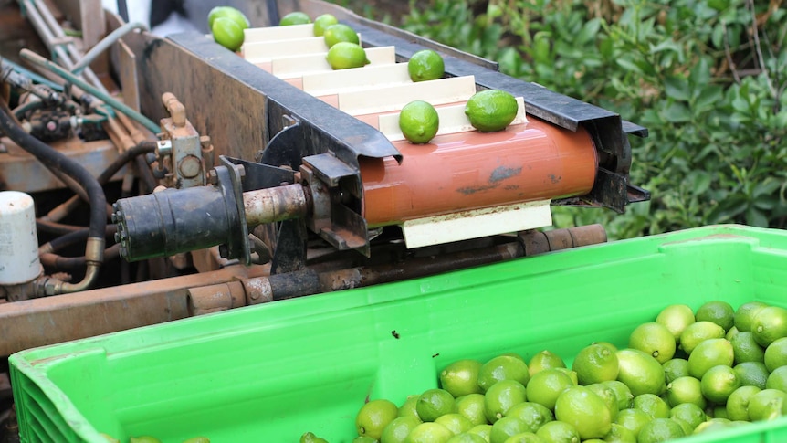 green lemons on a conveyor belt falling into a bin