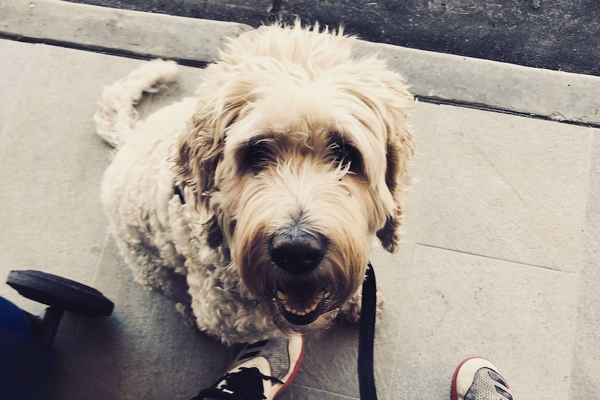 A curly-haired dog sitting at a man's feet looking up to depict stories of how dogs get people through tough times.