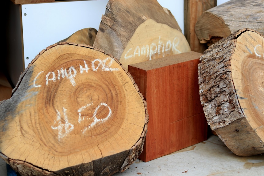 Circular cuts of wood rest on the ground with prices and species written on them in white chalk.