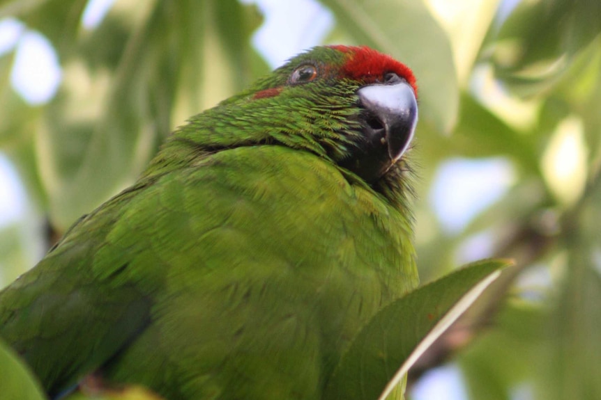 Green parrot wide shot Norfolk Island