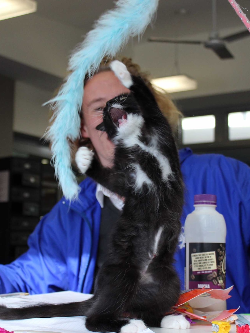 Cat playing with students during therapy session at Saint Francis Xavier School in Canberra