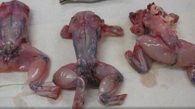 Skinned frogs.