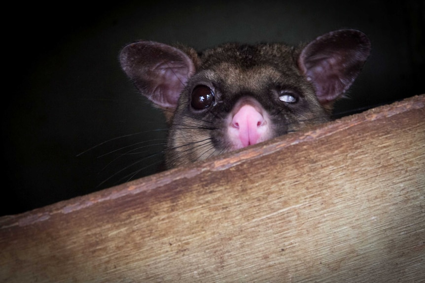 A possum with missing eye