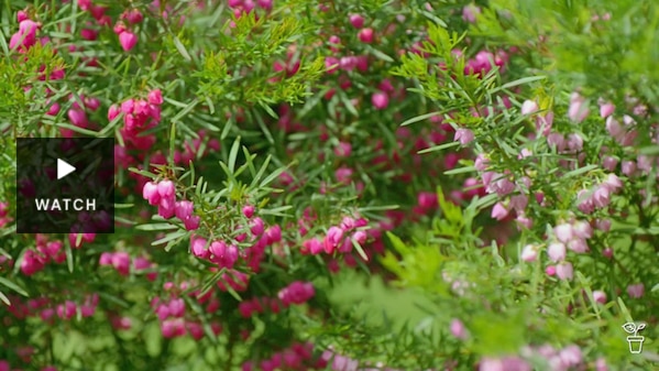 Small red flowers of the boronia plant. Has Video.