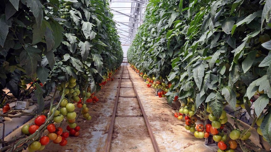 Two long crops of tomatoes with ripe tomatoes at the base