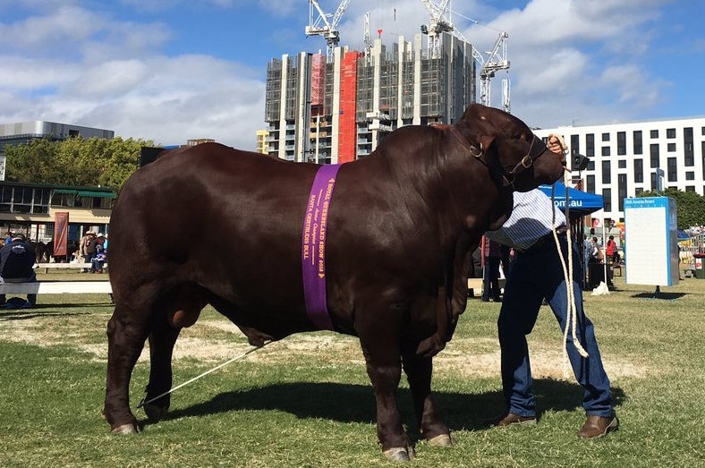 Country meets city at the Ekka 2016
