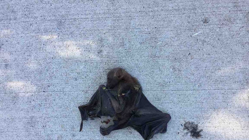 Dead flying fox on a footpath in Chinchilla.