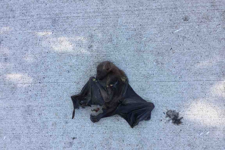 Dead flying fox on a footpath in Chinchilla.