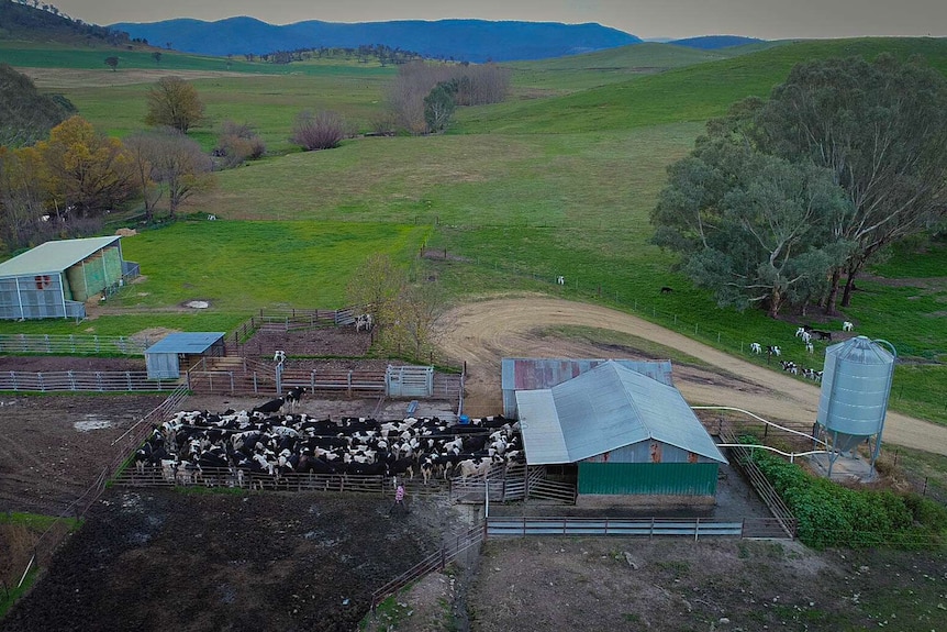 From above, a dairy full of cows, a man in walking near them, green paddocks in the background, hills in the distance.