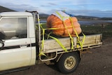 The 455.5 kg pumpkin Bumblebee, on the back of Shane Newitt's ute, Tasmania.