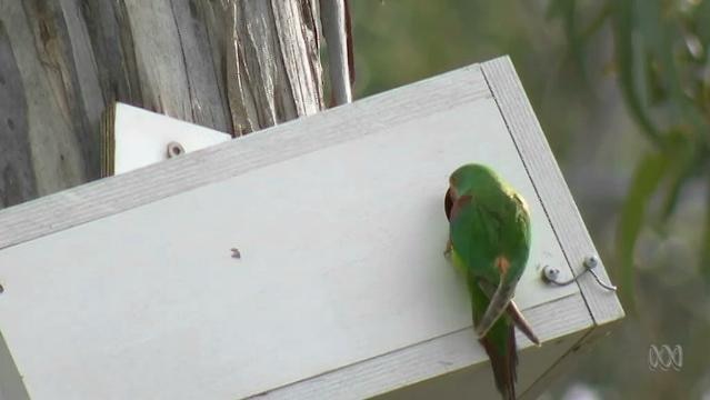 A swift parrot looks into the entrance of a bird box on the side of a tree