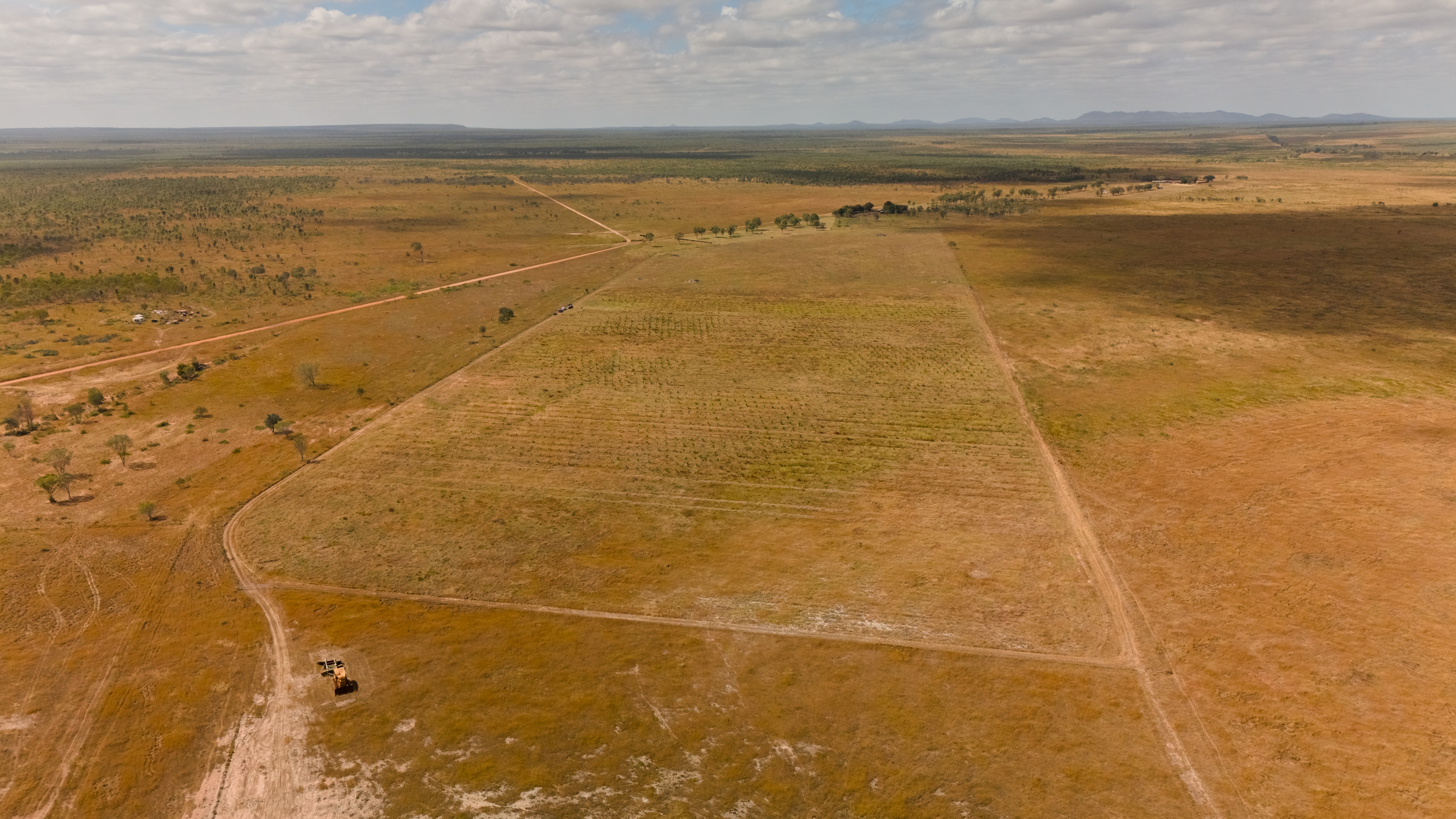 An areial view of trees planted in rows.