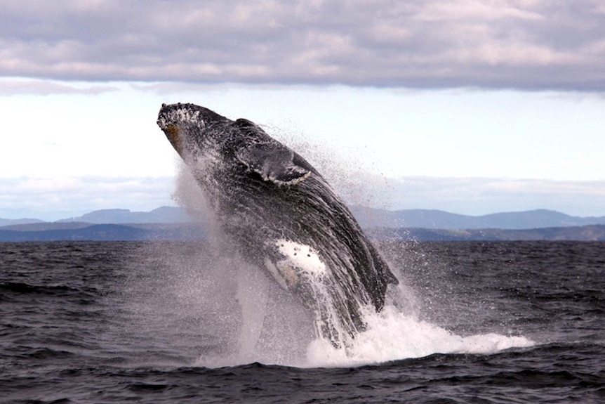 A humpback whale breaches the water.