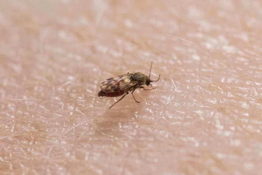 close up of the biting midge on a person's skin