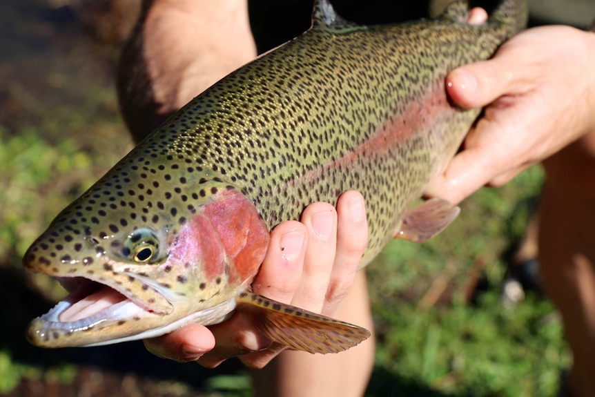 Rainbow Trout