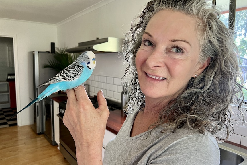 Blue budgie sitting on the hand of his female owner in her kitchen