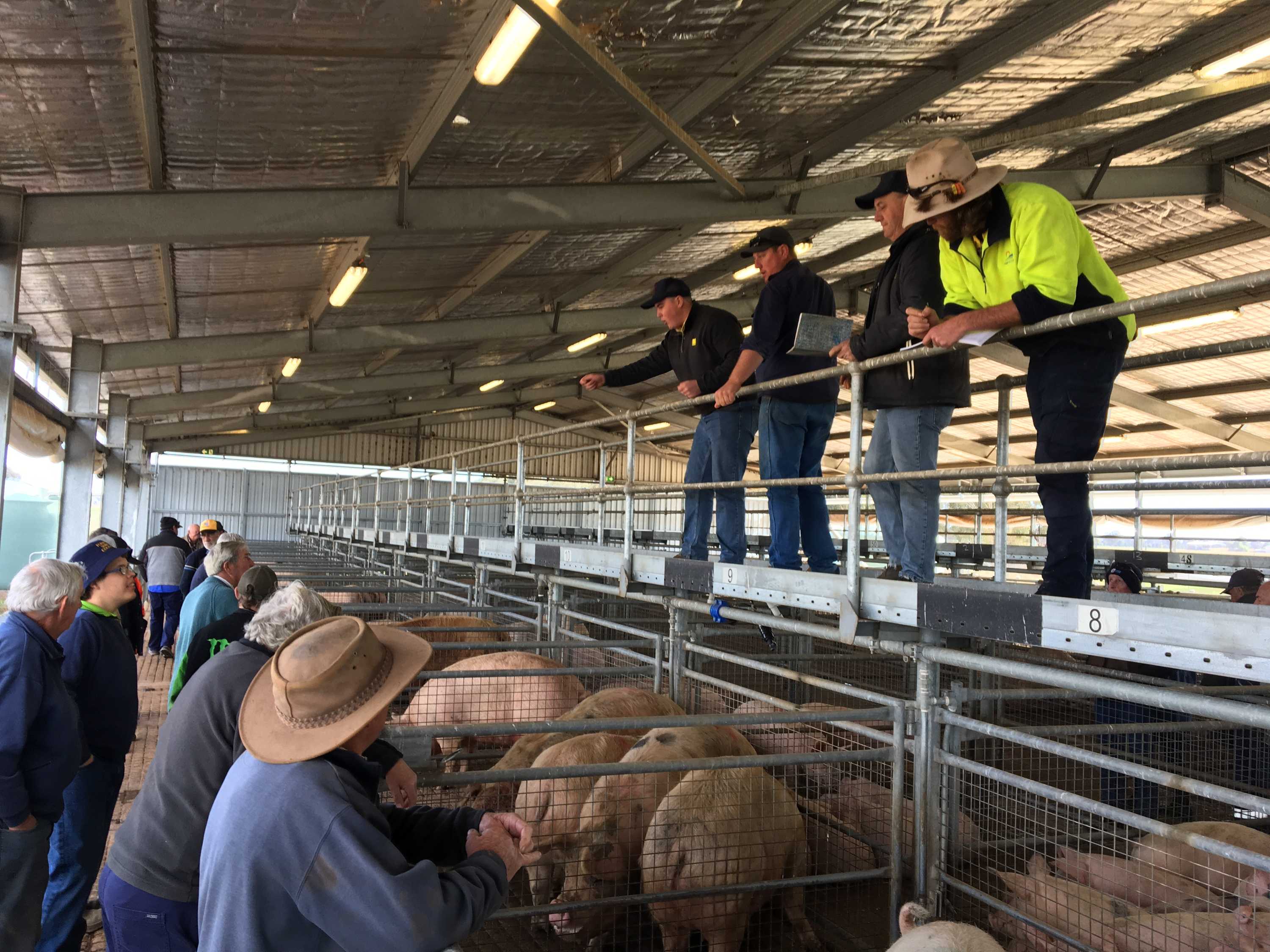 Pig farmers leave industry in droves, despite desperate plea to buy Australian pork ABC News