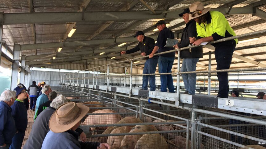A group of men watch on at a pig sale