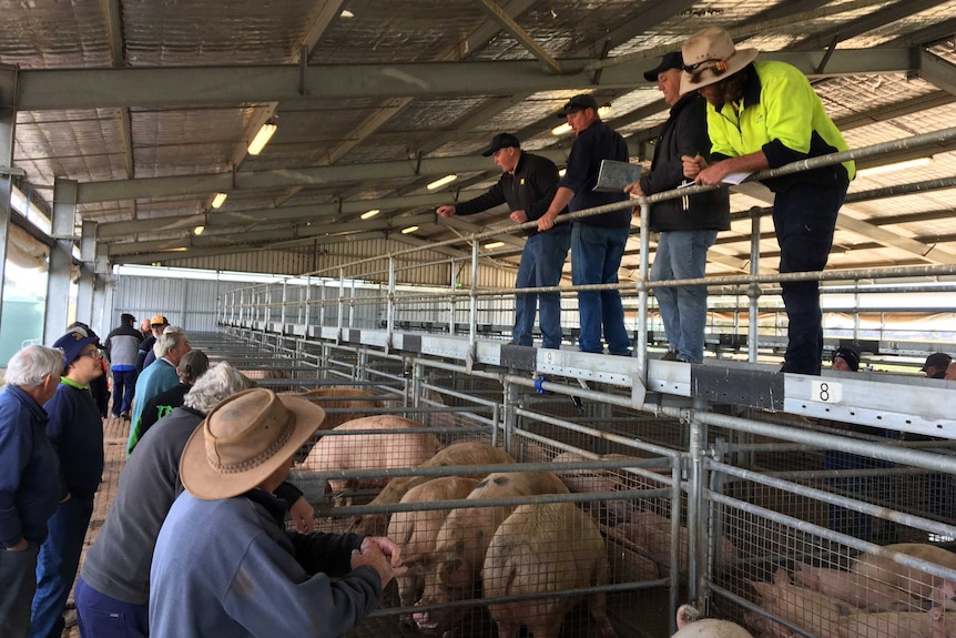 A group of men watch on at a pig sale