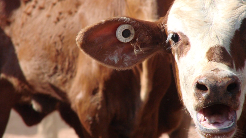 Young hereford calves with NLIS tag