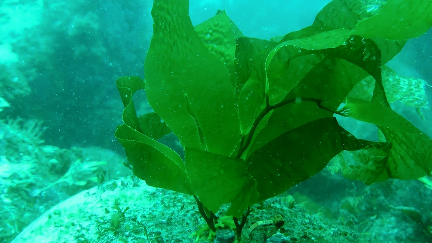 A baby giant kelp sways in blue-green waters at the bottom of the ocean 