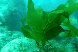 A baby giant kelp sways in blue-green waters at the bottom of the ocean 
