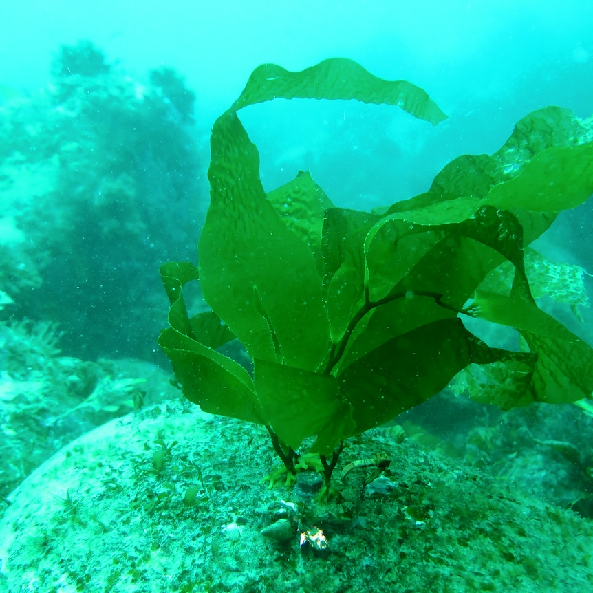 A baby giant kelp sways in blue-green waters at the bottom of the ocean