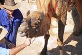 Image of trainers trying to coax a stubborn camel at the start line