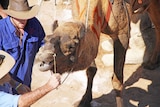Image of trainers trying to coax a stubborn camel at the start line