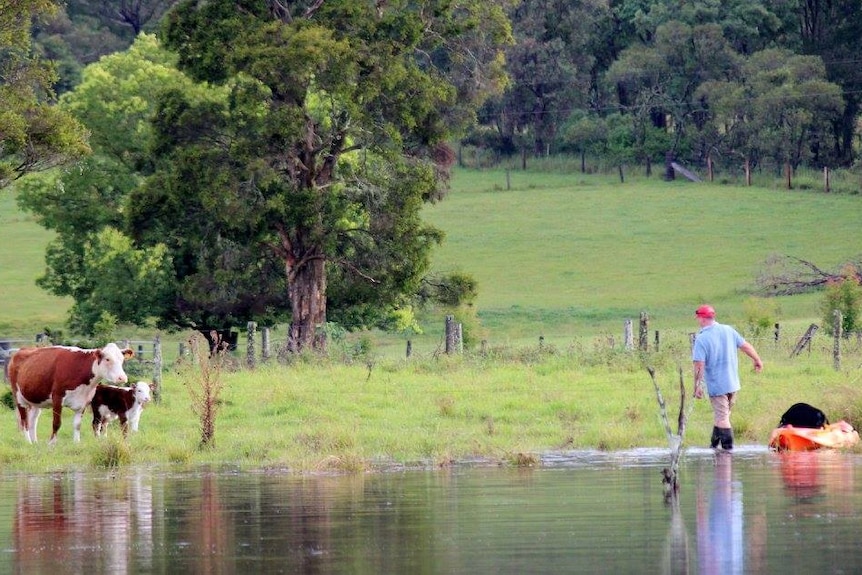 Farmer Greg Newell exits kayak to rescue stranded cow and calf.