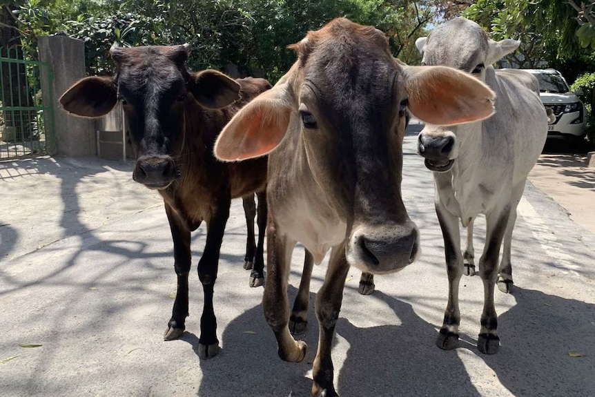Three cows walking down a street in Delhi