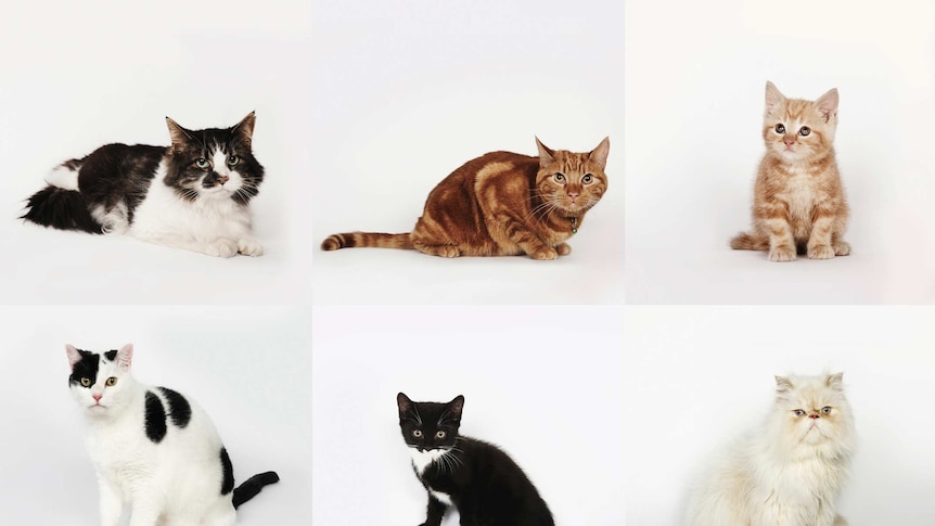 Portrait of six different cats