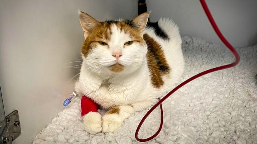 white and tortoise-shell cat with cannula in leg and tube of blood