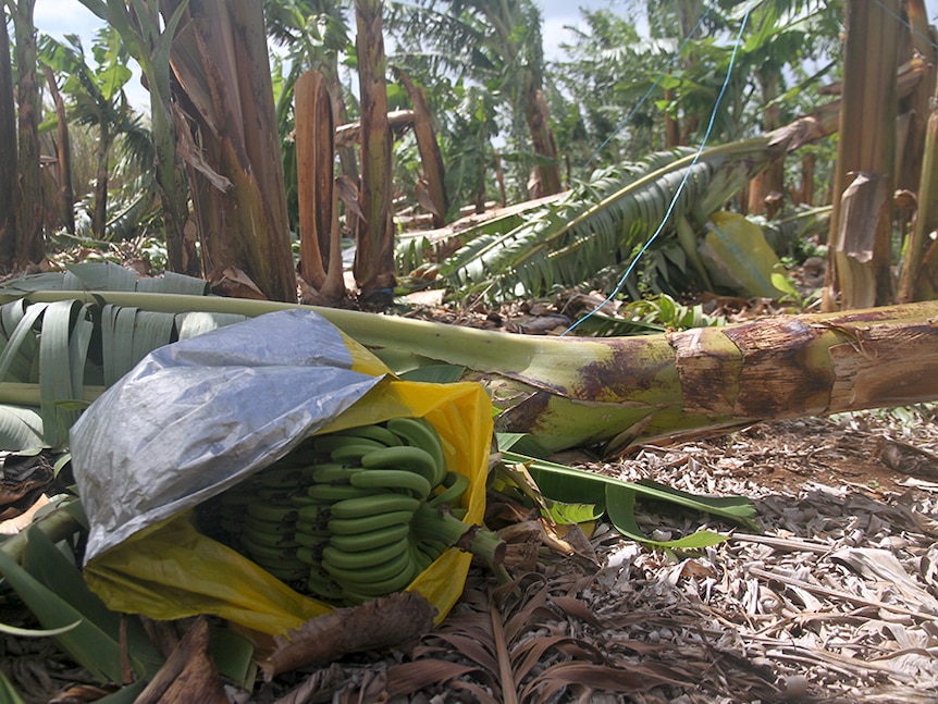 A bunch of green bananas on the plantation floor.