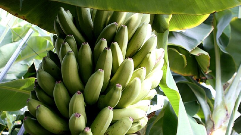 A bunch of bananas on a tree