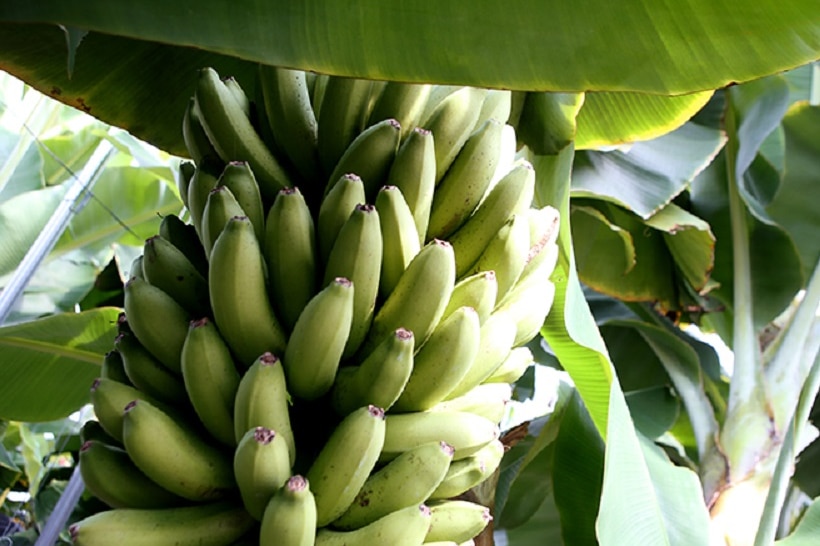 A bunch of bananas on a tree