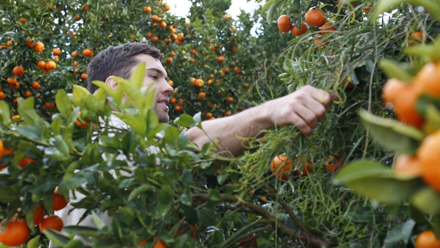A citrus farmer pulls back branches to get closer to the fruit.