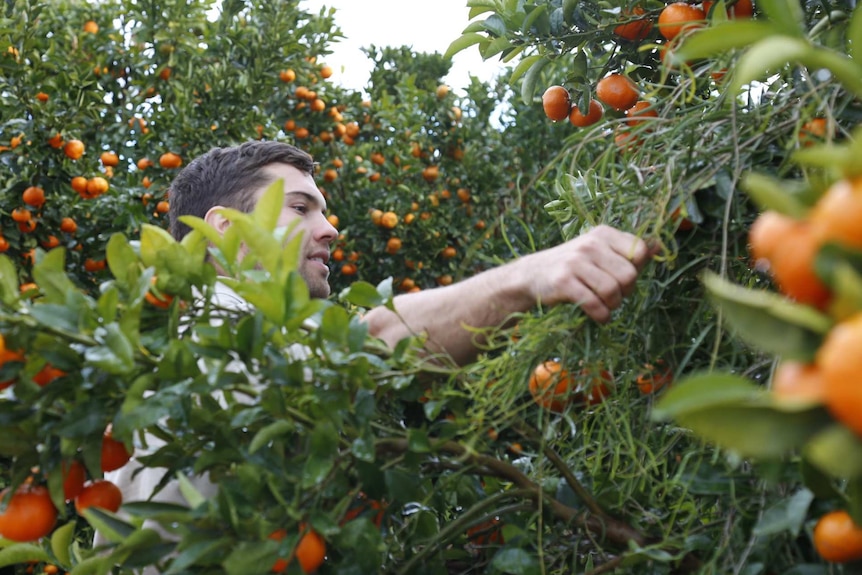A citrus farmer pulls back branches to get closer to the fruit.