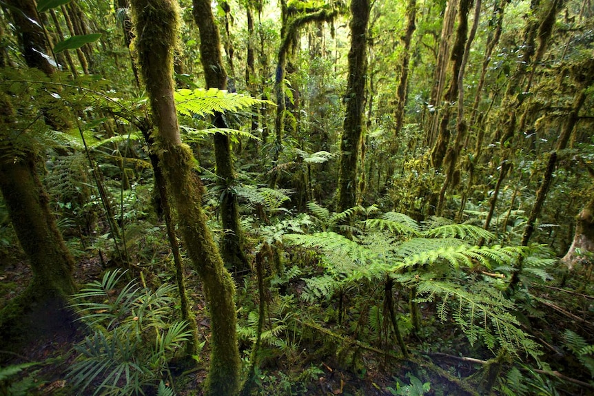 The Foja Mountains rainforest, New Guinea.