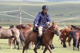 Ed Fernon rides his horse through a paddock filled with other horses.