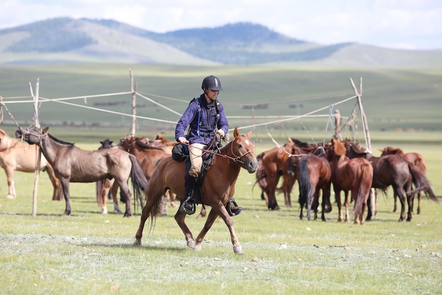 Ed Fernon rides his horse through a paddock filled with other horses.