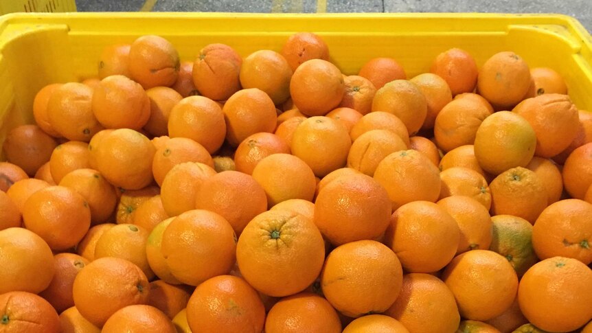 Oranges in a bin.
