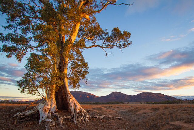 Lost and Found — River Red Gum episode artwork