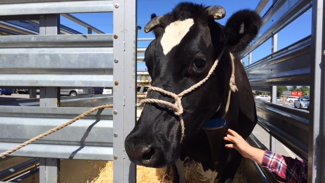 cow from Willunga farm