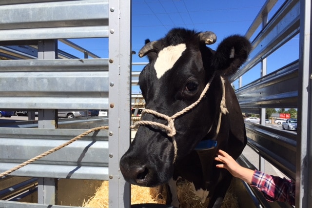 cow from Willunga farm